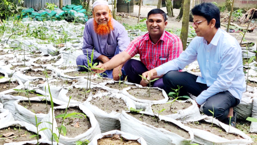 ধনবাড়ীতে বাড়ীর অঙিনায় বস্তায় আদা চাষে আগ্রহ বাড়ছে কৃষকদের  